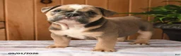 English Bulldog dogs for sale: Bluebell - Ad 3