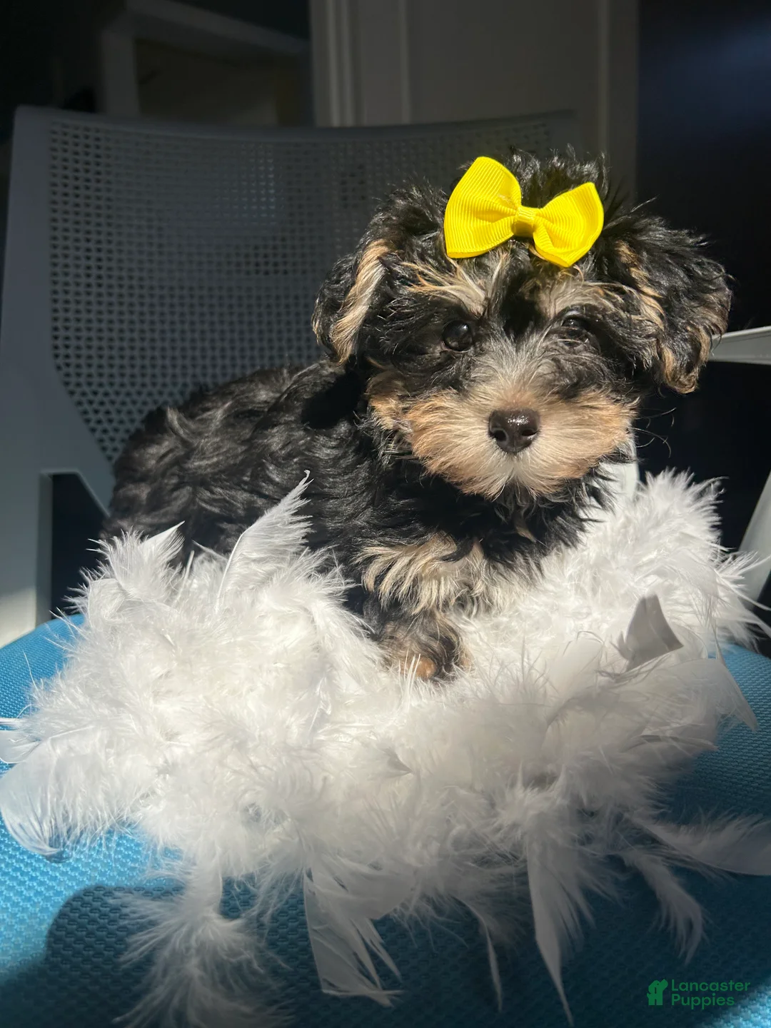 Mixed Breed dogs for sale: Mixed Breed Puppy 3 - Ad 2