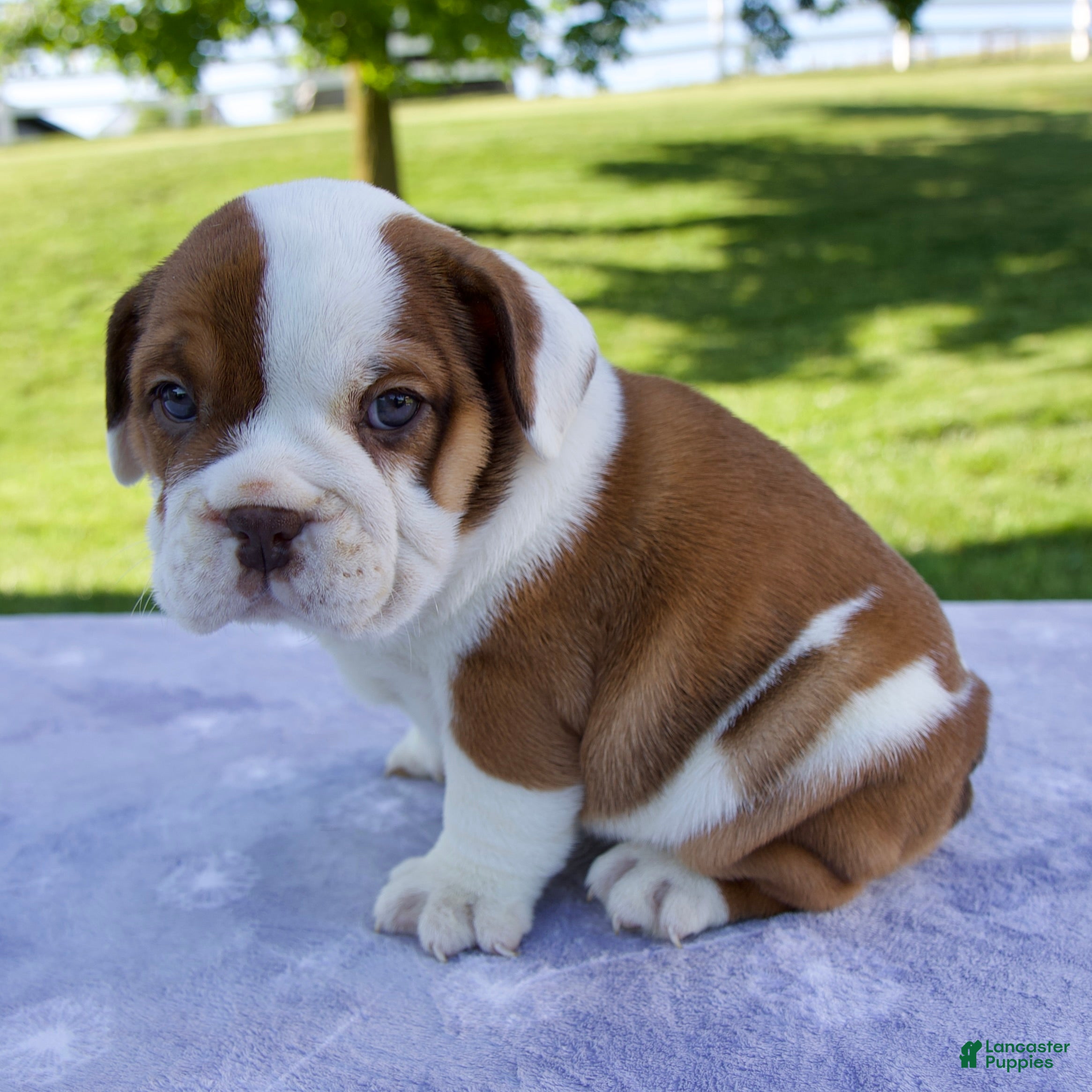 Beabull dogs for sale: Josephine - Ad 3