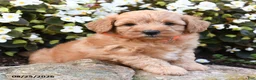 Mini Goldendoodle dogs for sale: Jordan - Ad 3