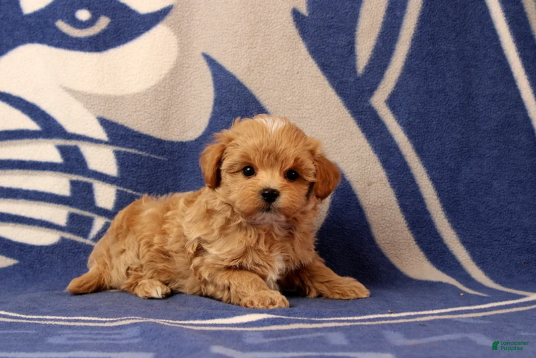 Maltipoo dogs for sale: Beatrice - Ad 2