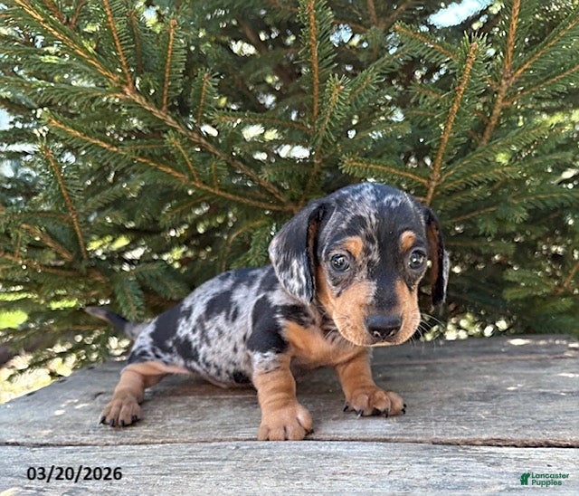 Dachshund dogs Tanner - Ad 2