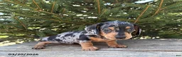 Dachshund dogs for sale: Tanner - Ad 2