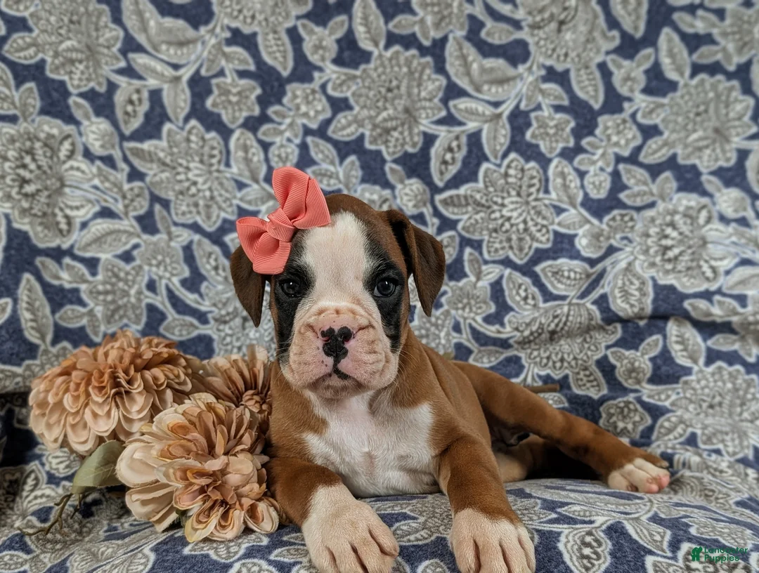 Boxer dogs for sale: Raelynn - Ad 5