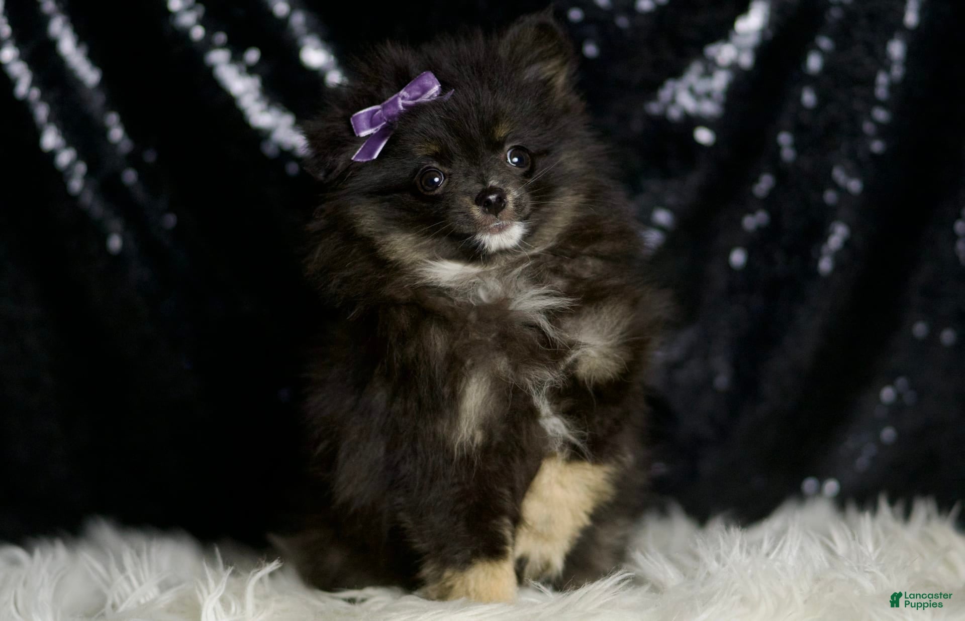 Pomeranian dogs Puffy - Ad 4