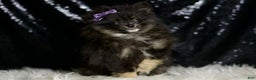 Pomeranian dogs for sale: Puffy - Ad 1