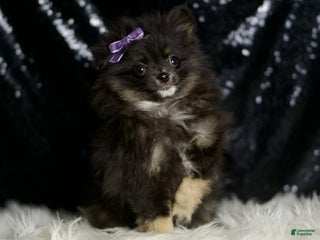 Pomeranian dogs Puffy - Ad 15