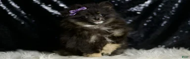 Puffy