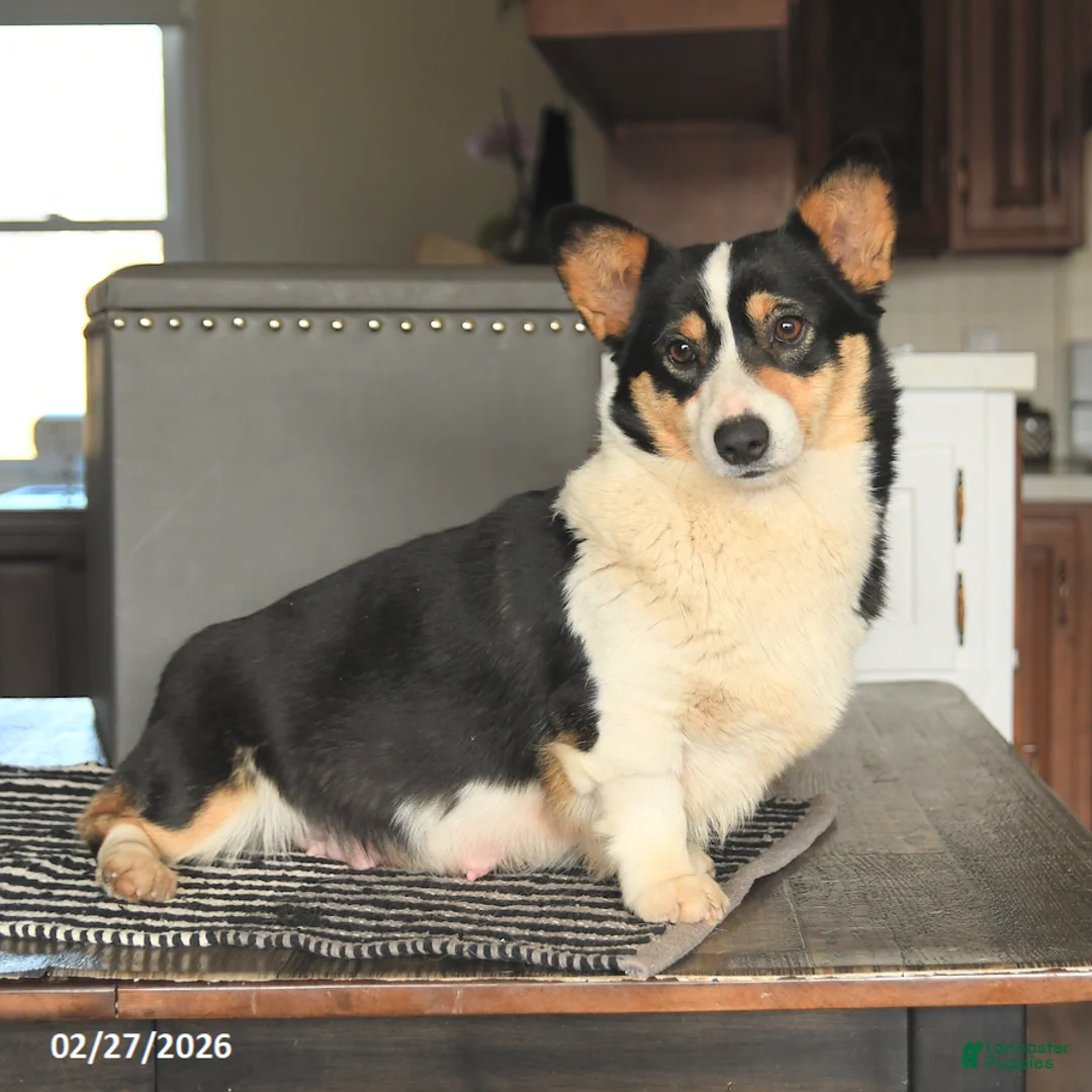 Welsh Corgi Pembroke dogs for sale: Chip - Ad 4