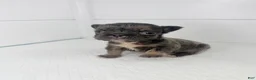 French Bulldog dogs for sale: Lux  - Ad 2