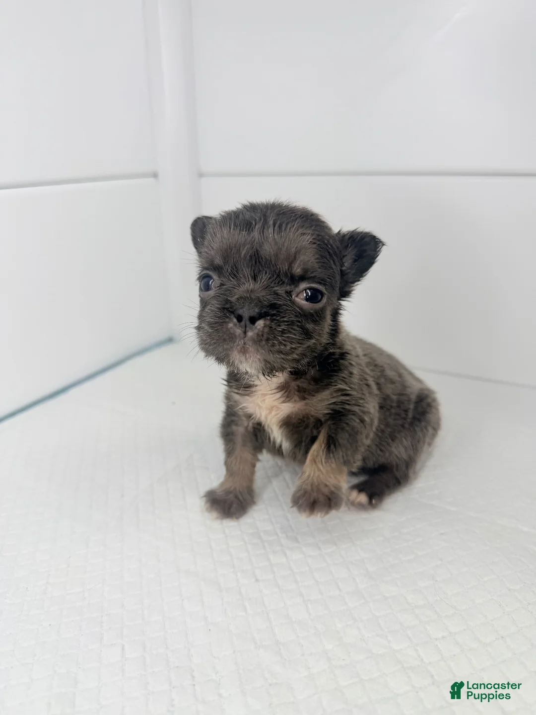 French Bulldog dogs for sale: Lux  - Ad 2