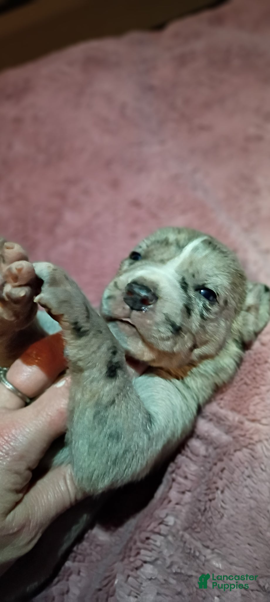 Daniff dogs BIG BABY-Daniff Puppy 7 - Ad 4