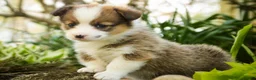 Welsh Corgi Pembroke dogs for sale: Gloria - Ad 3