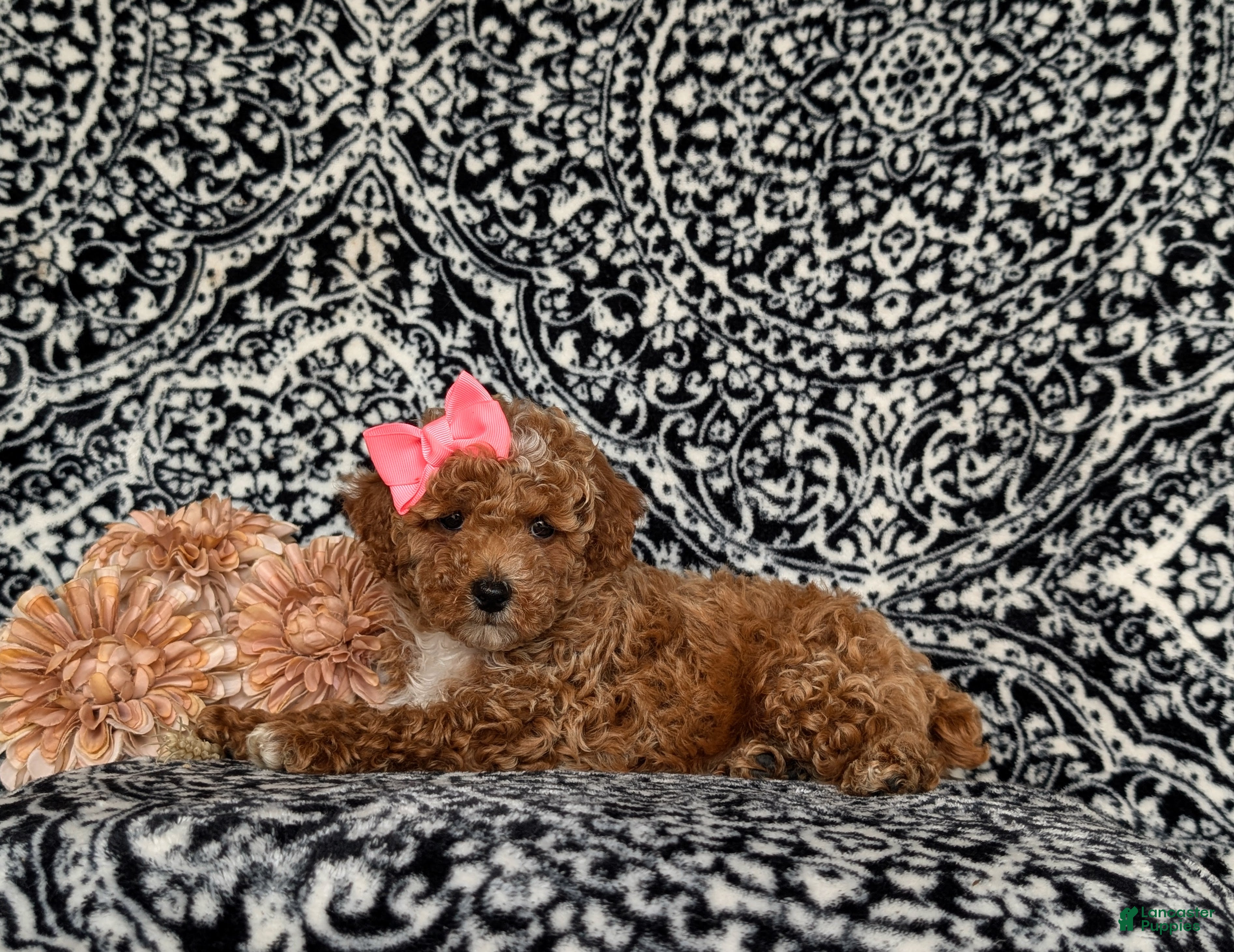 Miniature Poodle dogs for sale: Pipa - Ad 4