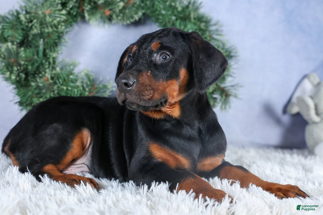 Doberman Pinscher dogs for sale: TUCKER - Ad 3
