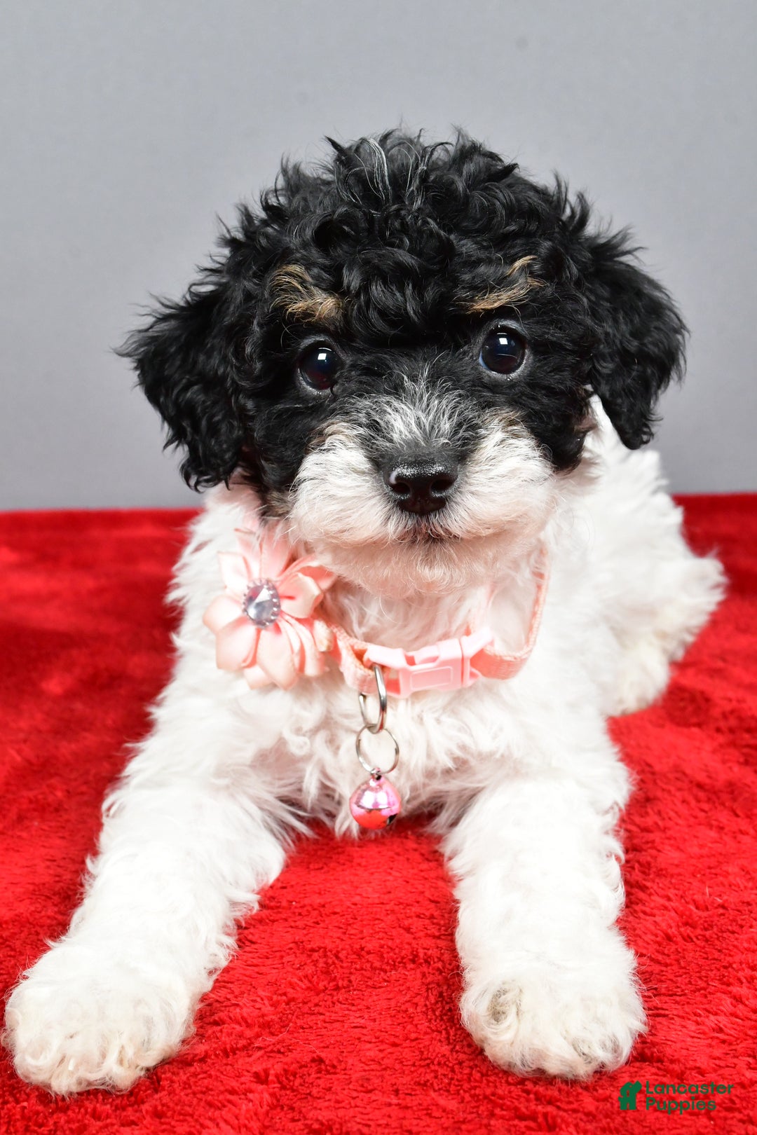 Miniature Poodle dogs for sale: Amanda - Ad 10