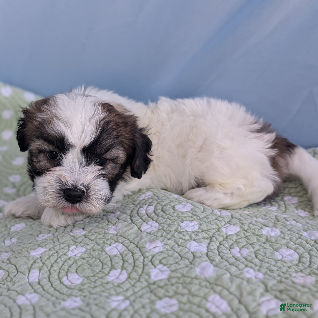 Teddy Bear dogs for sale: Marshmallow - Ad 3