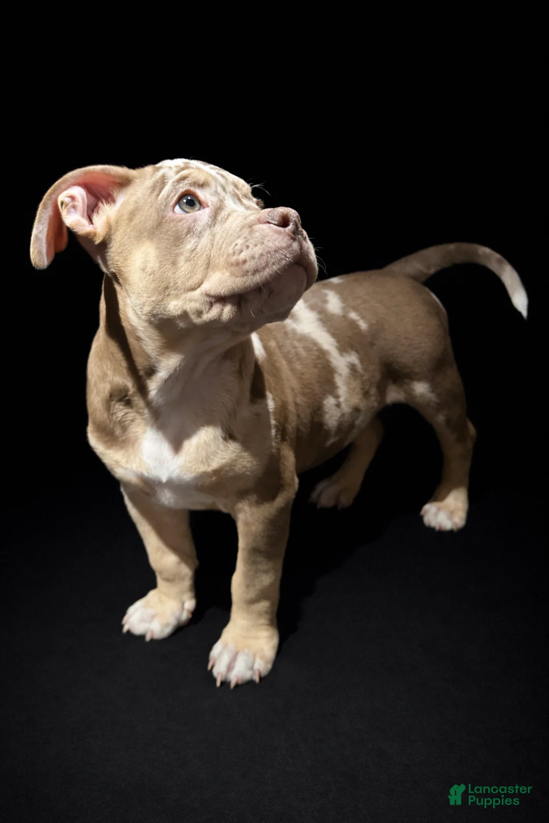 American Bully dogs for sale: American Bully Puppy 1 - Ad 2