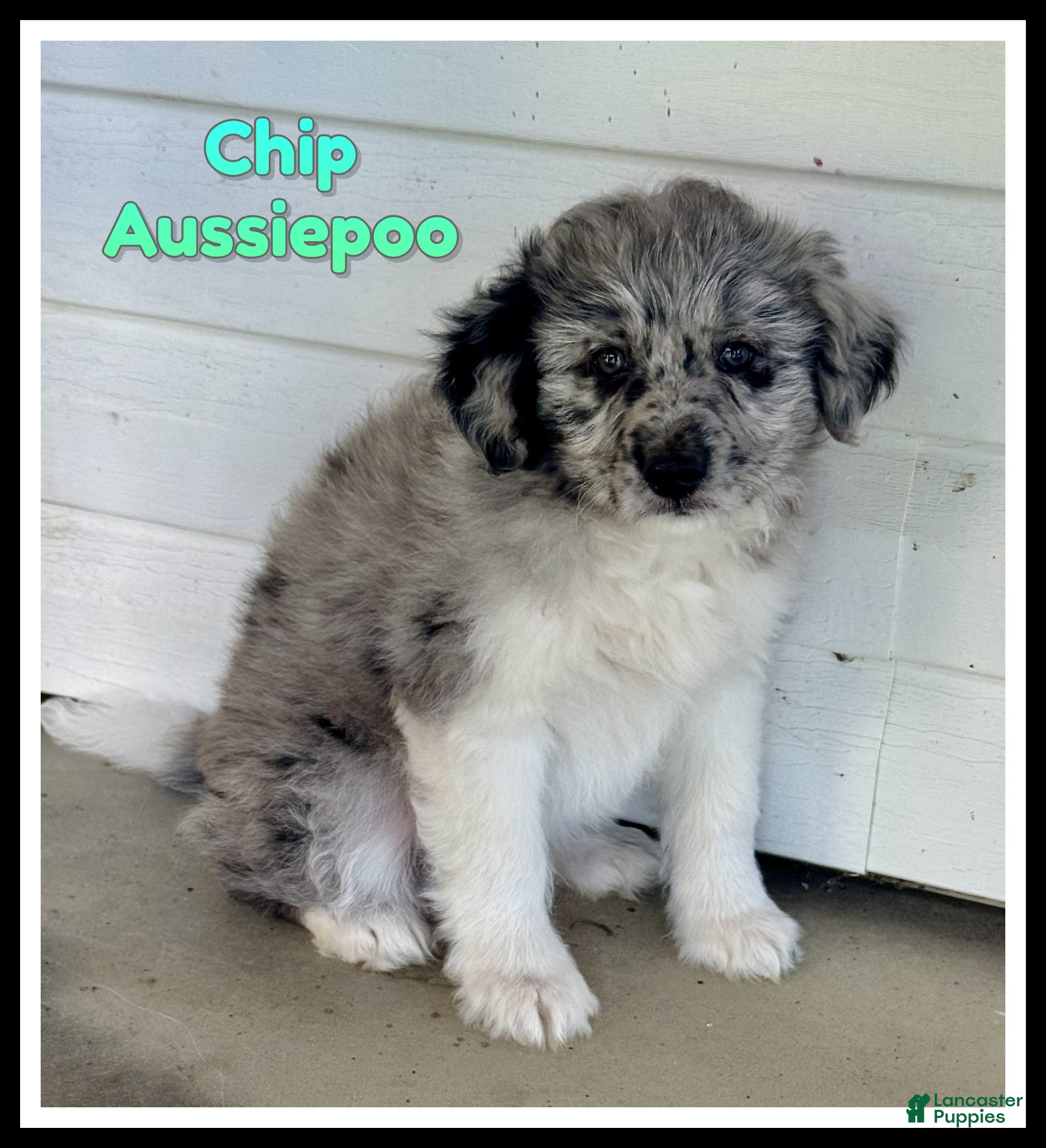 Mini Aussiedoodle dogs Chip - Ad 1