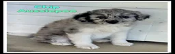 Mini Aussiedoodle dogs for sale: Chip - Ad 1