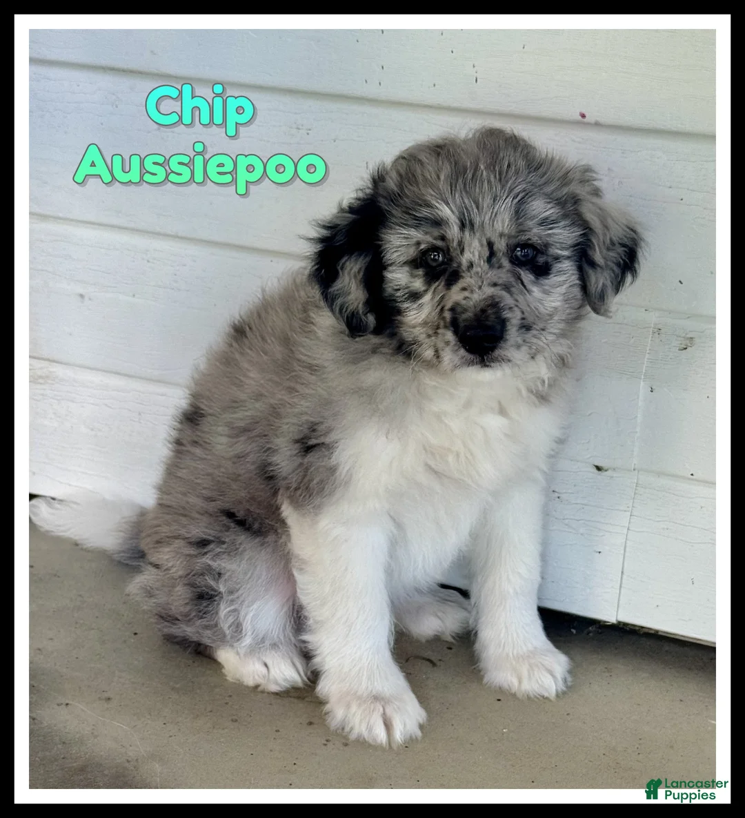Mini Aussiedoodle dogs for sale: Chip - Ad 1