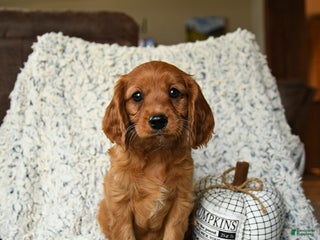 Miniature Golden Retriever dogs - Ad 8