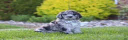 Newfypoo dogs for sale: Ranger - Ad 4