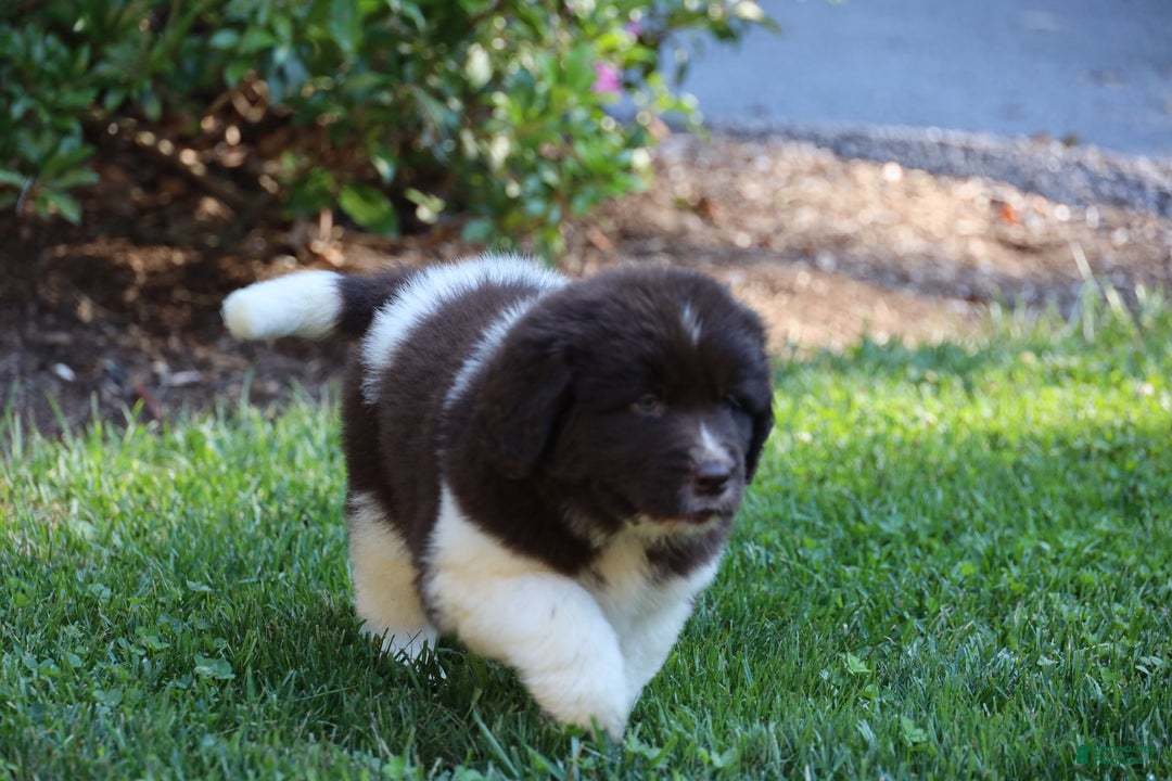 White Newfoundland Dogs Grey Landseer Newfoundland Landseer