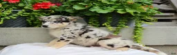 Mixed Breed dogs for sale: Lucky - Ad 4