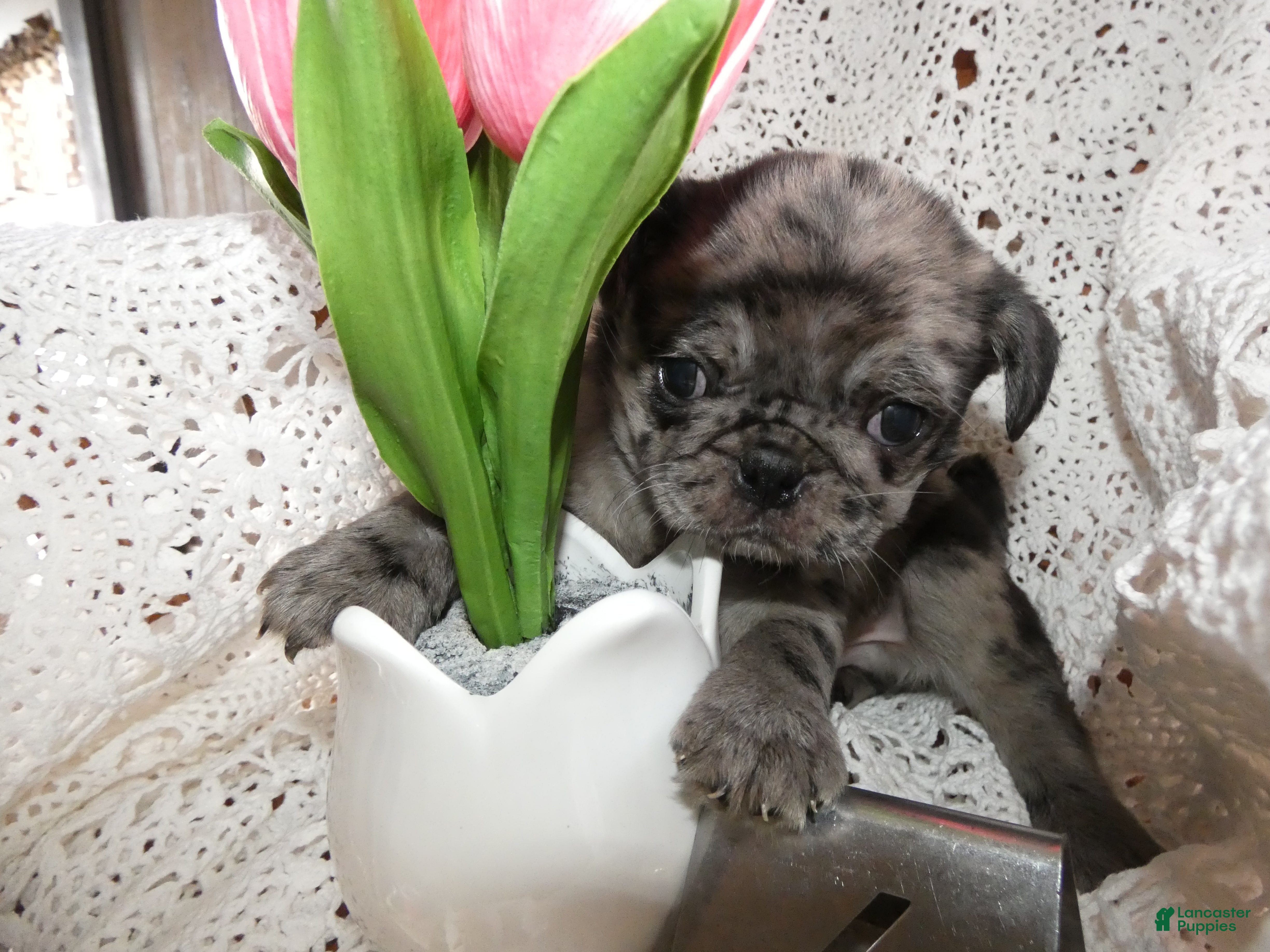 Pug dogs Pug Puppy 4 Marty - Ad 17