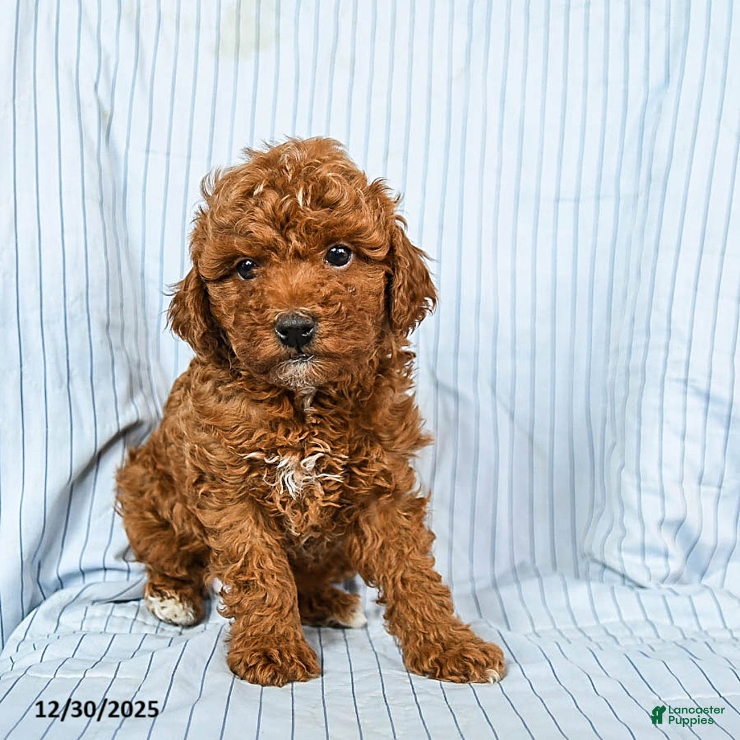 Toy Poodle dogs for sale: Toby - Ad 2