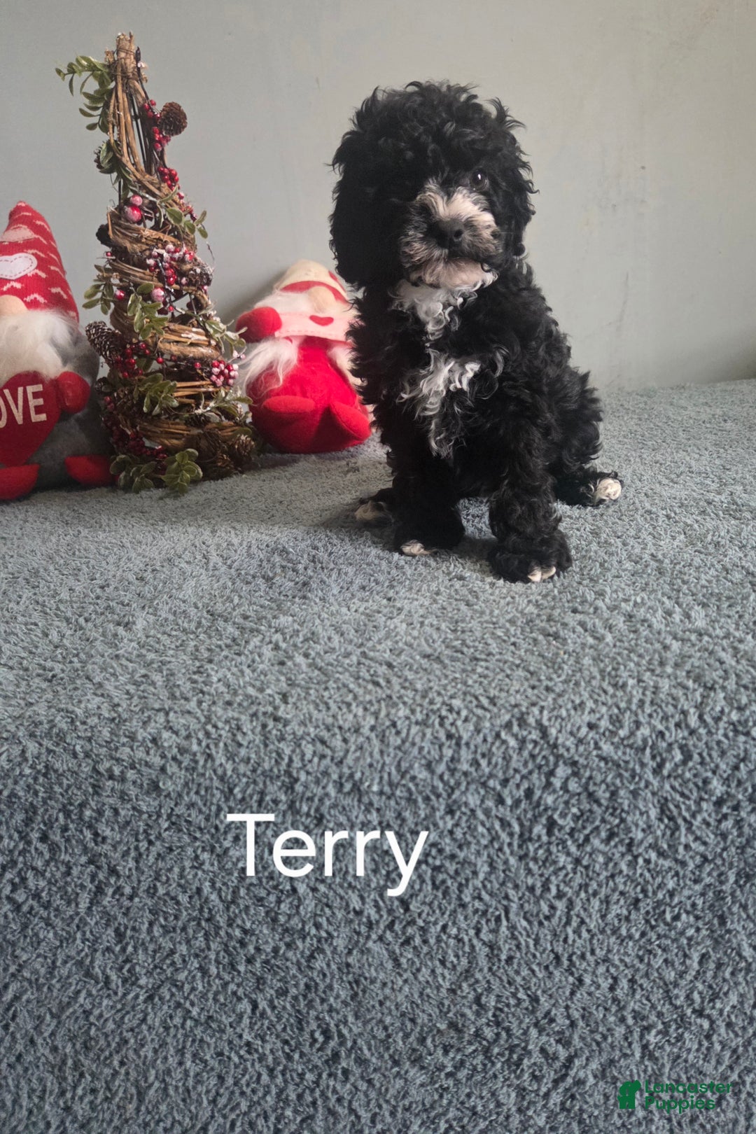 Cavapoo dogs for sale: Terry - Ad 3