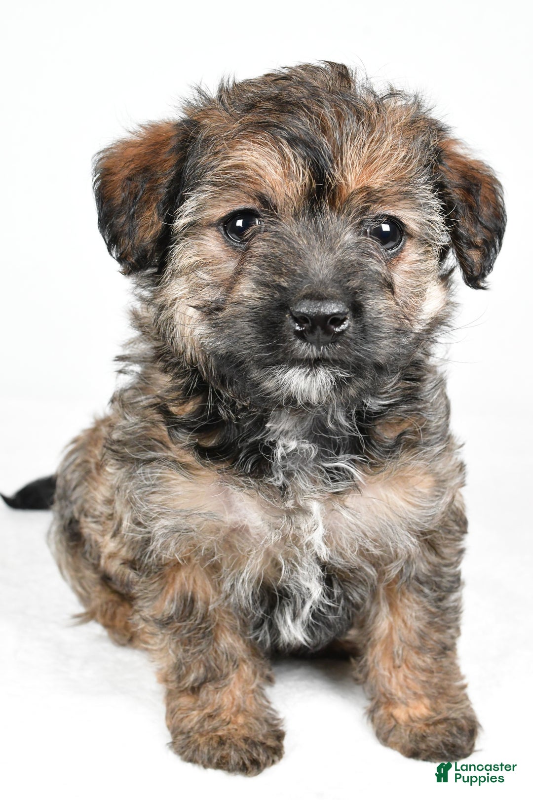 Yorkiepoo dogs for sale: Noelle - Ad 4