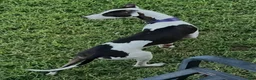 Italian Greyhound dogs for sale: Rufus - Ad 9