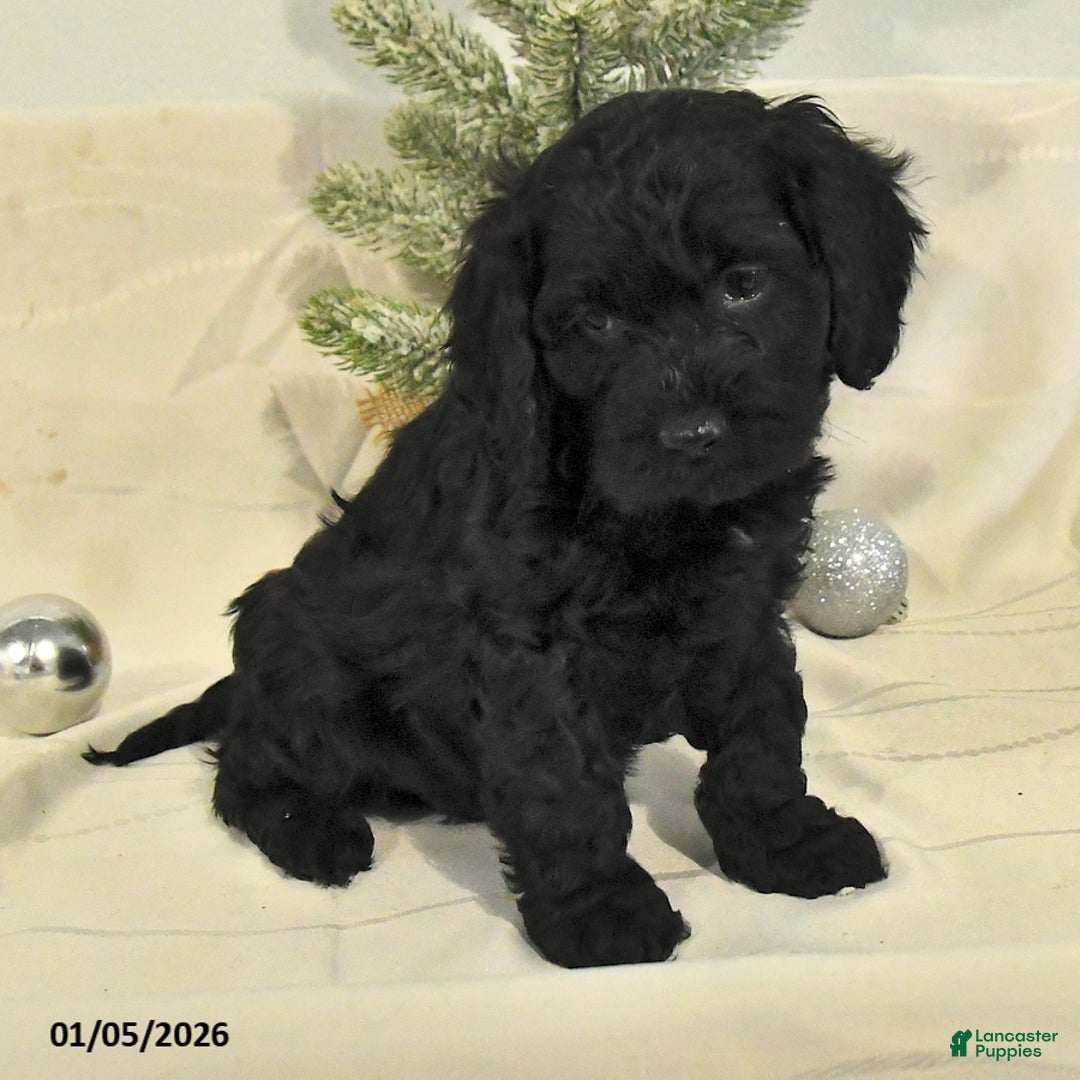 Cockapoo dogs for sale: Bruce - Ad 4