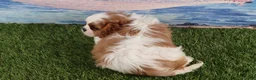 Cavalier King Charles Spaniel dogs for sale: Simon - Ad 9