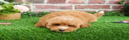 Cavapoo dogs for sale: Cici - Ad 8