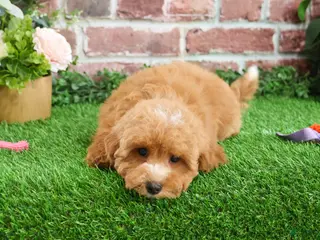 Cavapoo dogs Cici - Ad 6