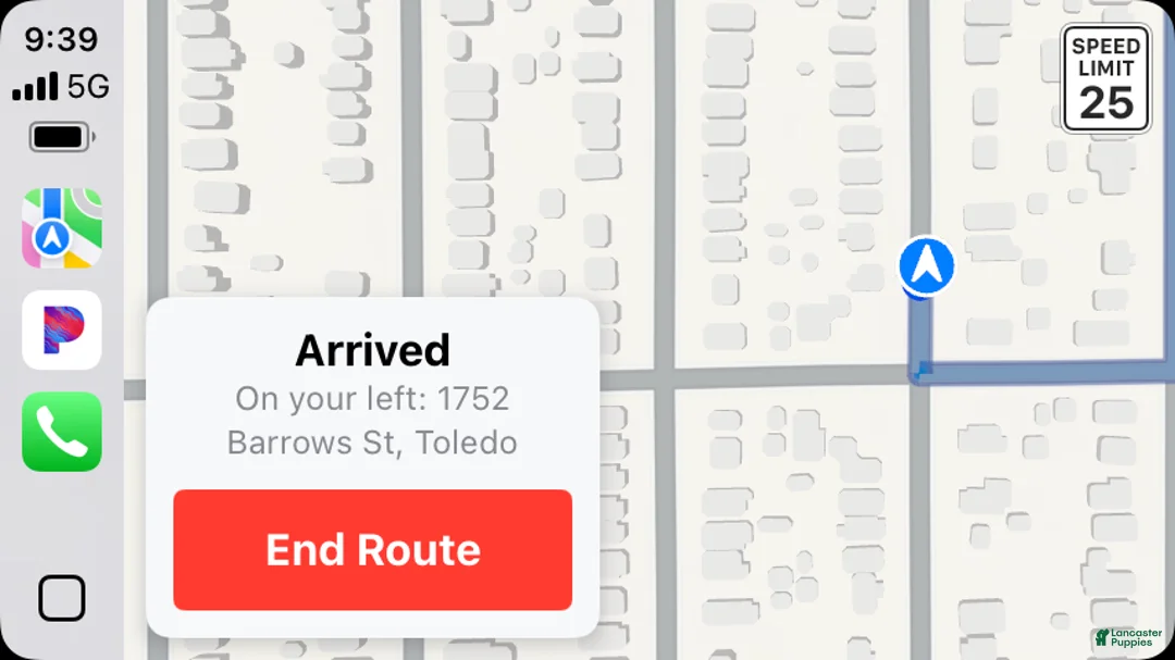 Yorkiepoo dogs for sale: Teacup Princess - Ad 2