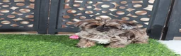 Yorkiepoo dogs for sale: Ember Gorgeous Female Merle Yorkiepoo Puppy - Ad 3