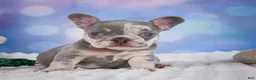 French Bulldog dogs for sale: Daffidill - Ad 11