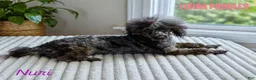 Toy Poodle dogs for sale: Toy Poodle Puppy 2 - Ad 2