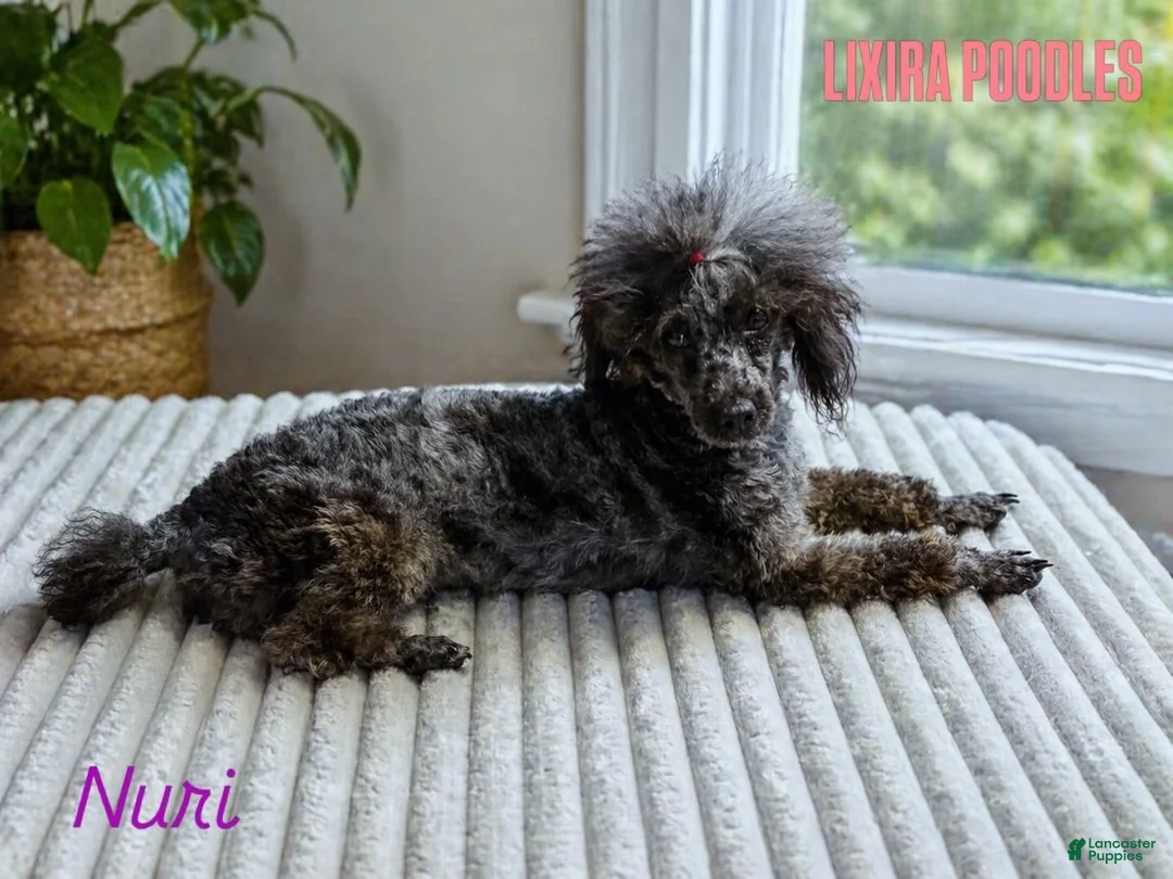Toy Poodle dogs for sale: Toy Poodle Puppy 2 - Ad 2