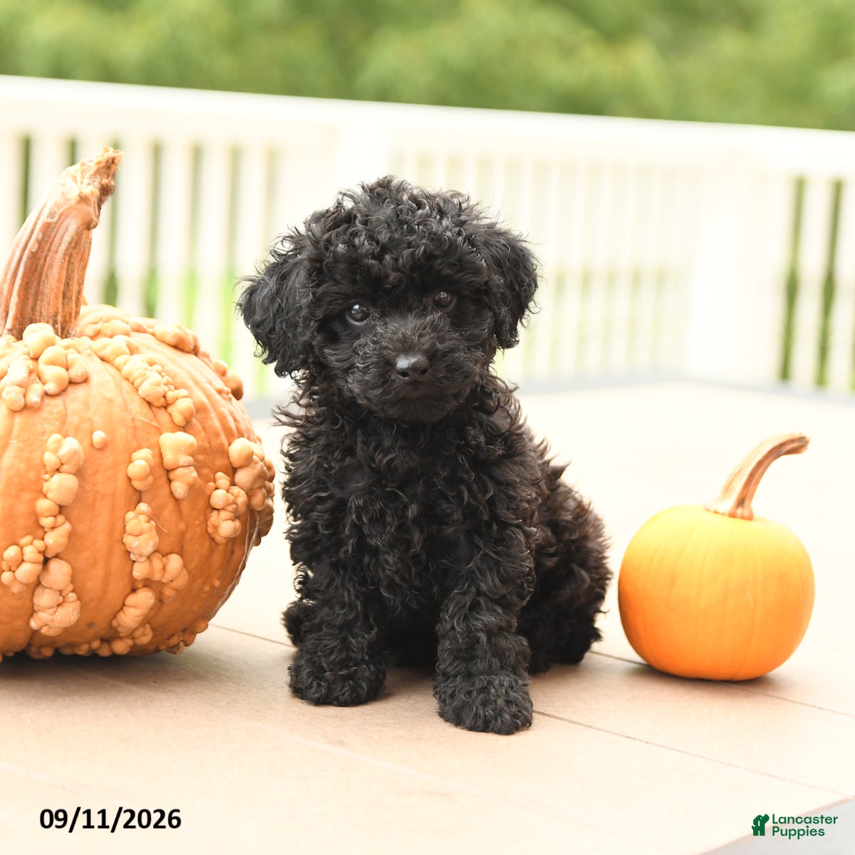 Miniature Poodle dogs Pepper - Ad 2