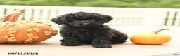 Miniature Poodle dogs for sale: Pepper - Ad 2
