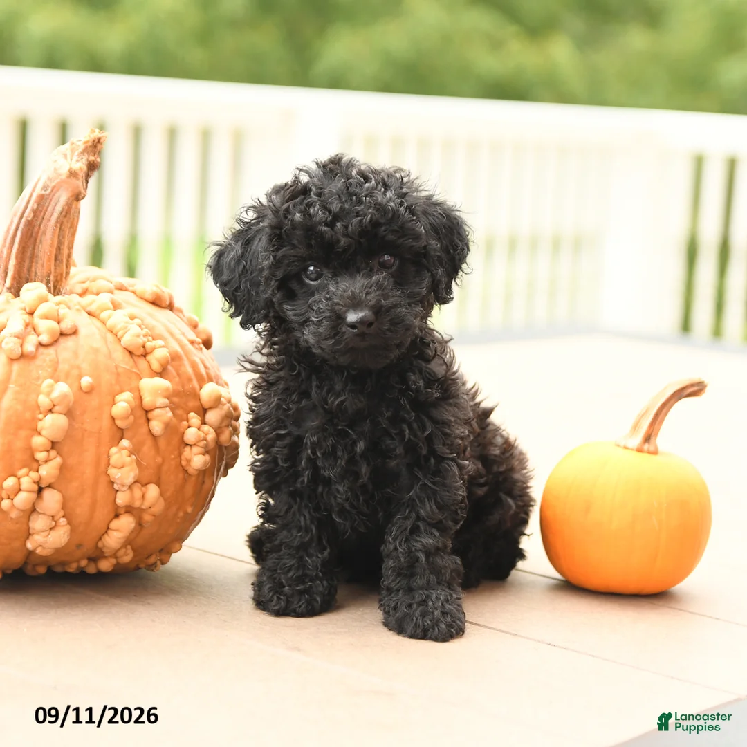Miniature Poodle dogs for sale: Pepper - Ad 2