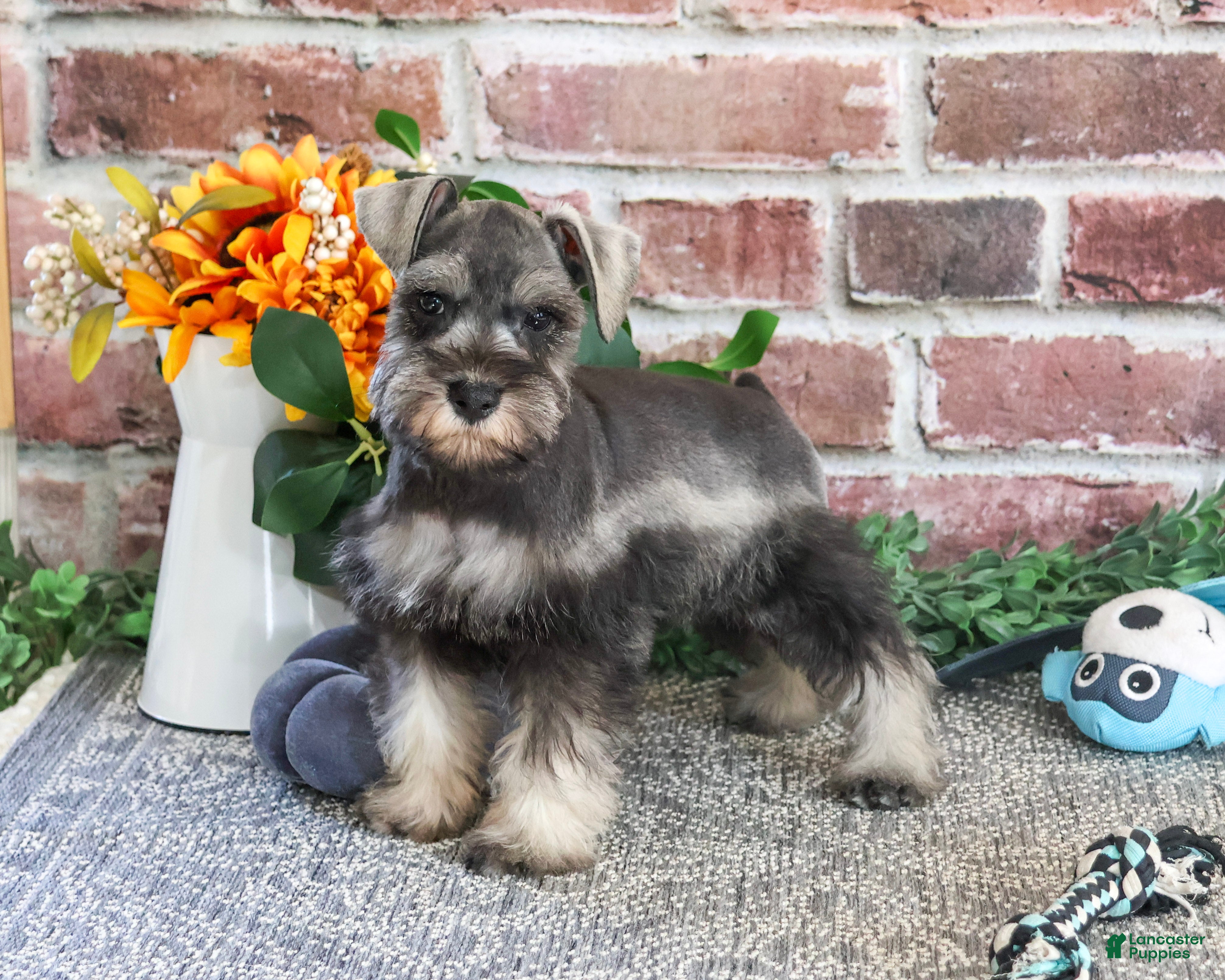 Miniature Schnauzer dogs for sale: Squidward - Ad 1