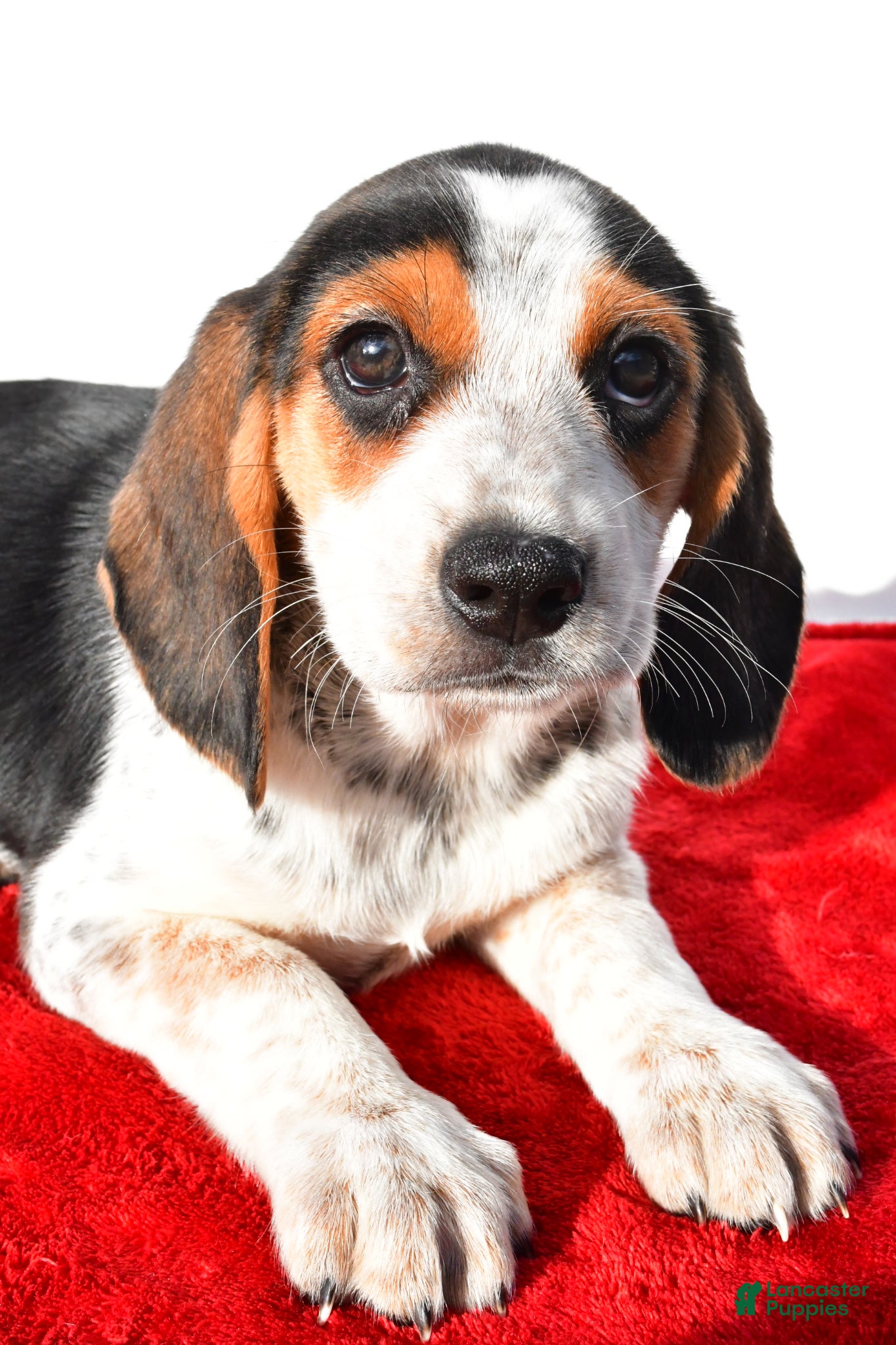 Beagle dogs Mandy - Ad 2