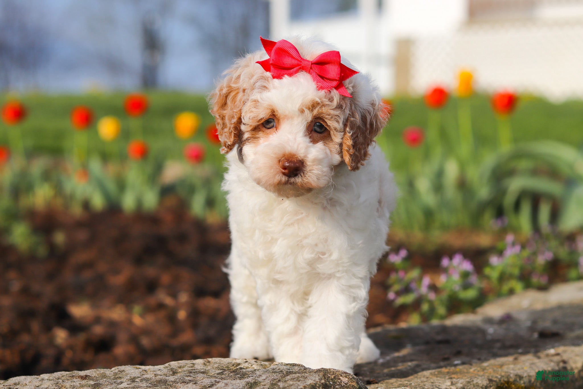 Miniature Poodle dogs Charlotte - Ad 2