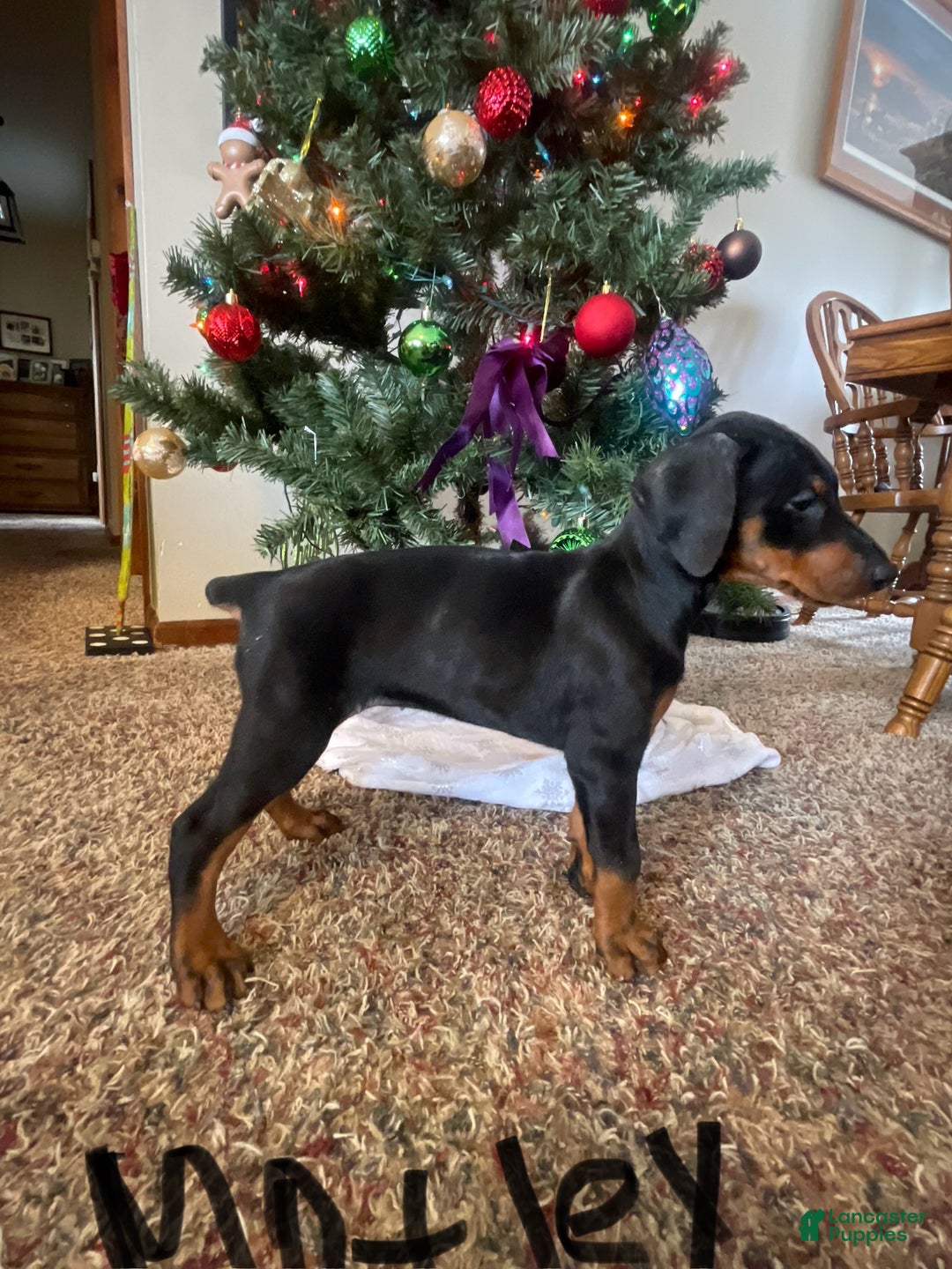 Doberman Pinscher dogs for sale: Motley - Ad 13